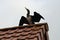 Phalacrocorax carbo cormorant sitting on the ridge of a building, drying its wings