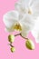 Phalaenopsis aphrodite, flowers and buds, vertical