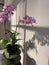 Phalaenopsis aphrodite subsp. formosana in Japanese Zen architectural courtyard