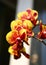 Phalaenopsis Arlekin Beautiful Orchid Flower Yellow Panda