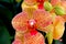 Phalaenopsis `Baldan`s Kaleidoscope`