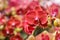 Phalaenopsis,beautiful red flowers bloom