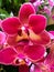 Phalaenopsis Blume, moth orchids, Orchidaceae, yellow