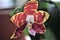 Phalaenopsis BROTHER AMBO PASSION `HSIA   49 ` ORCHID, PHALENOPSIS