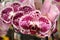 Phalaenopsis `Chian Xen Diamond`, hybrid cultivar