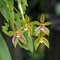 Phalaenopsis cornucervi (Breda), a kind of wild orchid.