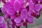 Phalaenopsis cultivar, purple
