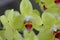 Phalaenopsis cultivar, yellow