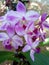 Phalaenopsis equestris flower