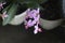 Phalaenopsis equestris is a flowering plant of the orchid