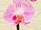 Phalaenopsis flower Latin. Phalaenopsis or Orchid Latin. Orchidaceae of white-purple color