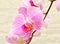 Phalaenopsis flower Latin. Phalaenopsis or Orchid Latin. Orchidaceae of white-purple color