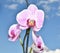 Phalaenopsis flower Latin. Phalaenopsis or Orchid Latin. Orchidaceae of white-purple color