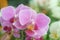 Phalaenopsis flowers open, dazzlingly beautiful