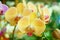 Phalaenopsis flowers open, dazzlingly beautiful