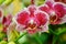 Phalaenopsis flowers open, dazzlingly beautiful