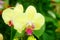 Phalaenopsis flowers open, dazzlingly beautiful