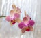 Phalaenopsis flowers (orchid)1