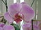 Phalaenopsis genus of orchids