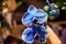 Phalaenopsis hybrid Blue