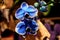 Phalaenopsis hybrid Blue