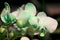 Phalaenopsis hybrid Light Green