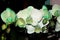 Phalaenopsis hybrid Light Green