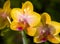Phalaenopsis Hybrid Orchids