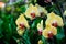 Phalaenopsis Inflorescence