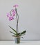 Phalaenopsis Magic Art or Diamond sky with butterfly type petal shape from private collection home grown amazing shape and color