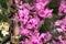 phalaenopsis mini orchid flowers in full bloom vibrant pink and white colors close up on store of flowers.