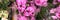 Phalaenopsis mini orchid flowers in full bloom vibrant pink and white colors close up on store of flowers. banner.