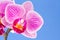 Phalaenopsis moth orchid flower