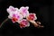 Phalaenopsis, moth orchid flowers against black