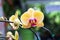 Phalaenopsis,Moth Orchid flowers,beautiful with yellow flowers o