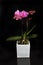 Phalaenopsis, moth orchid plant against black