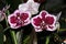 Phalaenopsis, Moth Orchid Red