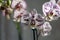 Phalaenopsis moth orchids blooming on windowsill. Mottled white flowers with purple spots