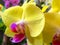 Phalaenopsis, moth orchids, Orchidaceae, yellow