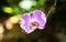 Phalaenopsis moth shaped orchid. Pink petals with white and purple accents. Green plants in background. Hilo, Hawaii.