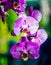 Phalaenopsis open in winter southern nature,