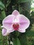 Phalaenopsis / Orchid