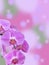 Phalaenopsis Orchid branch with Bokeh Background