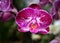 Phalaenopsis Orchid Burgundy spotted