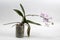 Phalaenopsis orchid (butterfly orchid)