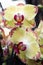 Phalaenopsis orchid with colorful flowers