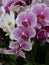 Phalaenopsis Orchid of family Orchidaceae
