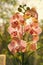 Phalaenopsis orchid. Floral concept. Orchid growing tips. How take care of orchid plants indoors. Most commonly grown
