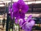 Phalaenopsis orchid flower, from Indonesia, Asean, with light color gradations