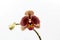 Phalaenopsis orchid flower isolated on white background. Orchid white and burgundy. Copy space.